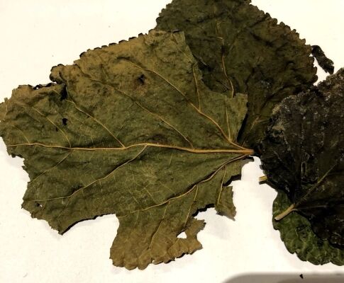 Moerbei blad - Mulberry leaves