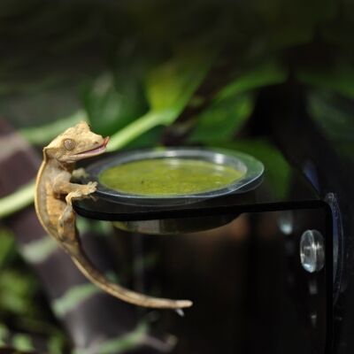 habistat feeding ledge -2
