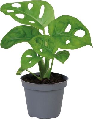 Monstera Obliqua - Terrariumplant