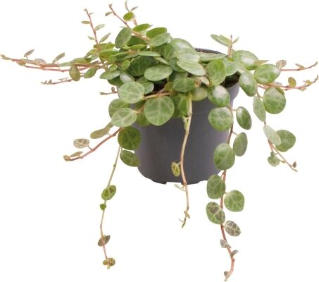 Peperomia Prostrata - Terrariumplant