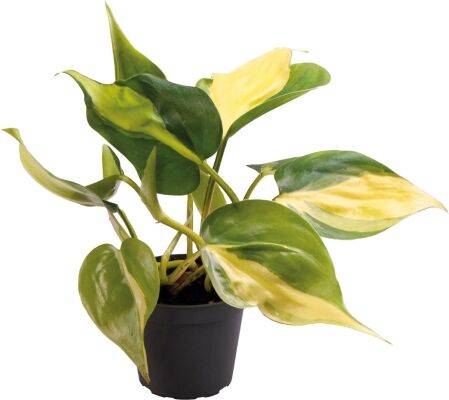 Philodendron Scandens Brazil - Terrariumplant