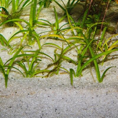 JBL Sansibar River- Natuurlijk Aquariumzand - Afbeelding 5