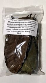 Guave bladeren - Afbeelding 4