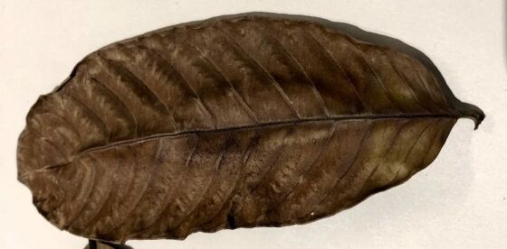 Guave bladeren - Afbeelding 6