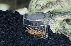 HOBBY PLANARIA X - Planariaval - Afbeelding 2