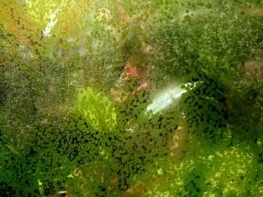 groene alg op ruit aquarium