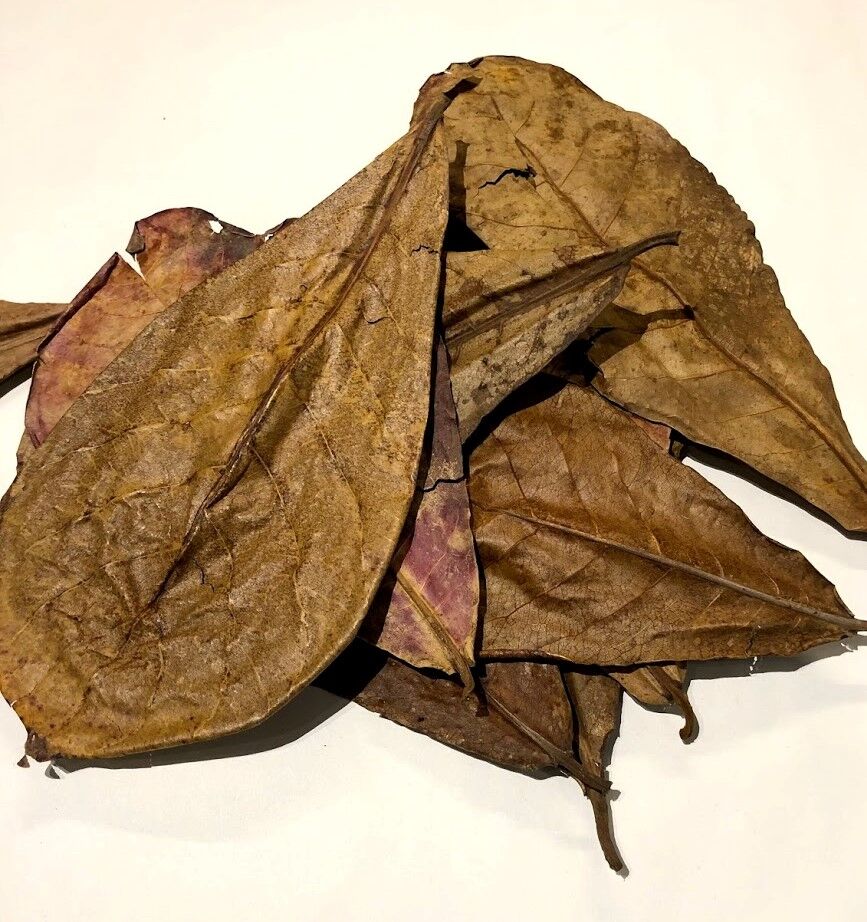 Catappa bladeren Nano - Afbeelding 2