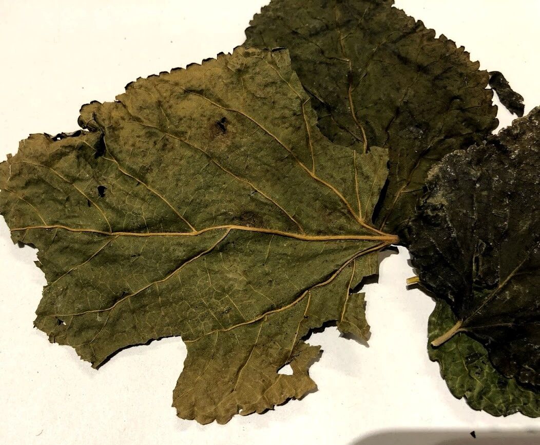 Moerbei blad - Mulberry leaves