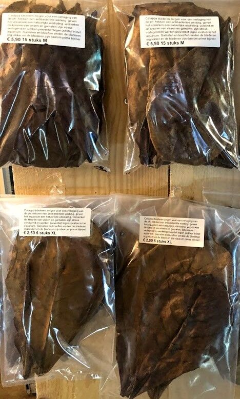 Moerbei blad - Mulberry leaves - Afbeelding 3
