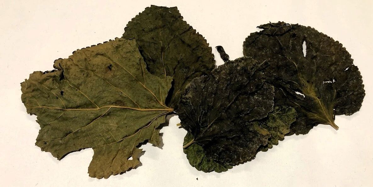 Moerbei blad - Mulberry leaves - Afbeelding 7