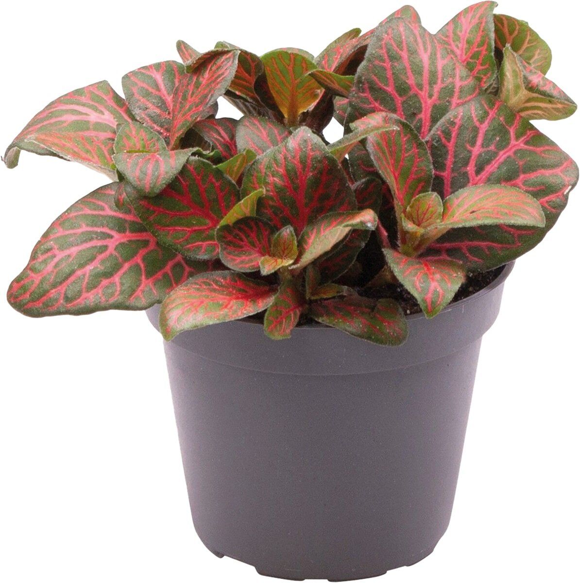 Fittonia Joly Josan - Terrariumplant